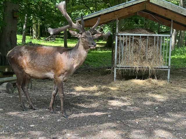 R&W Ferienwohnung Malente: Hirsch im Wildpark